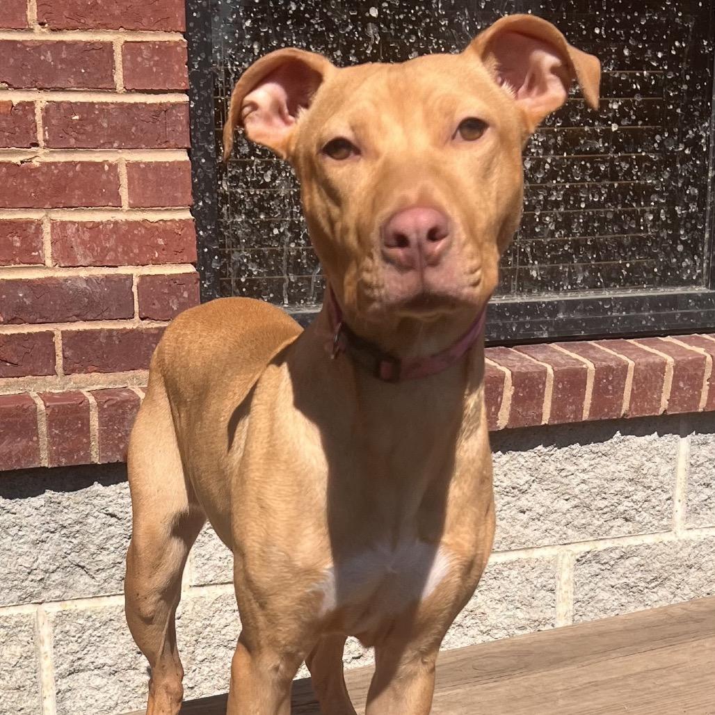 Daisy, Adoptable, Young Female Vizsla & Labrador Retriever.