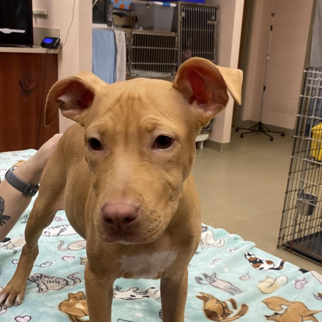 Enlarge Daisy, a Adoptable mixed breed in Columbus, GA image 2/3