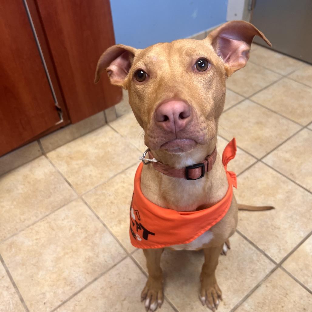 Enlarge Daisy, a Adoptable mixed breed in Columbus, GA image 3/3