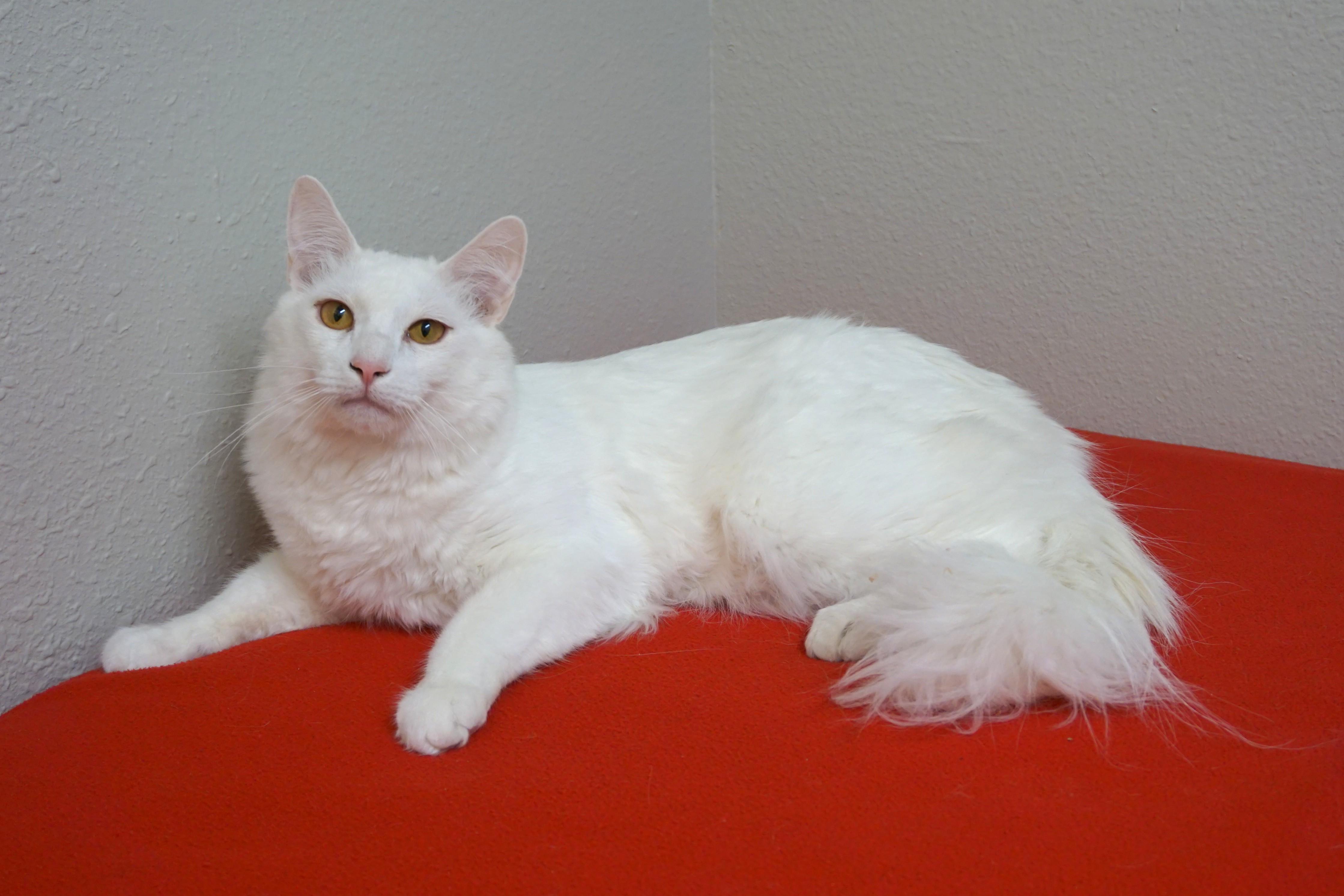 Tristan, a ADOPTABLE Domestic Long Hair in Fountain Hills, AZ image 4/5
