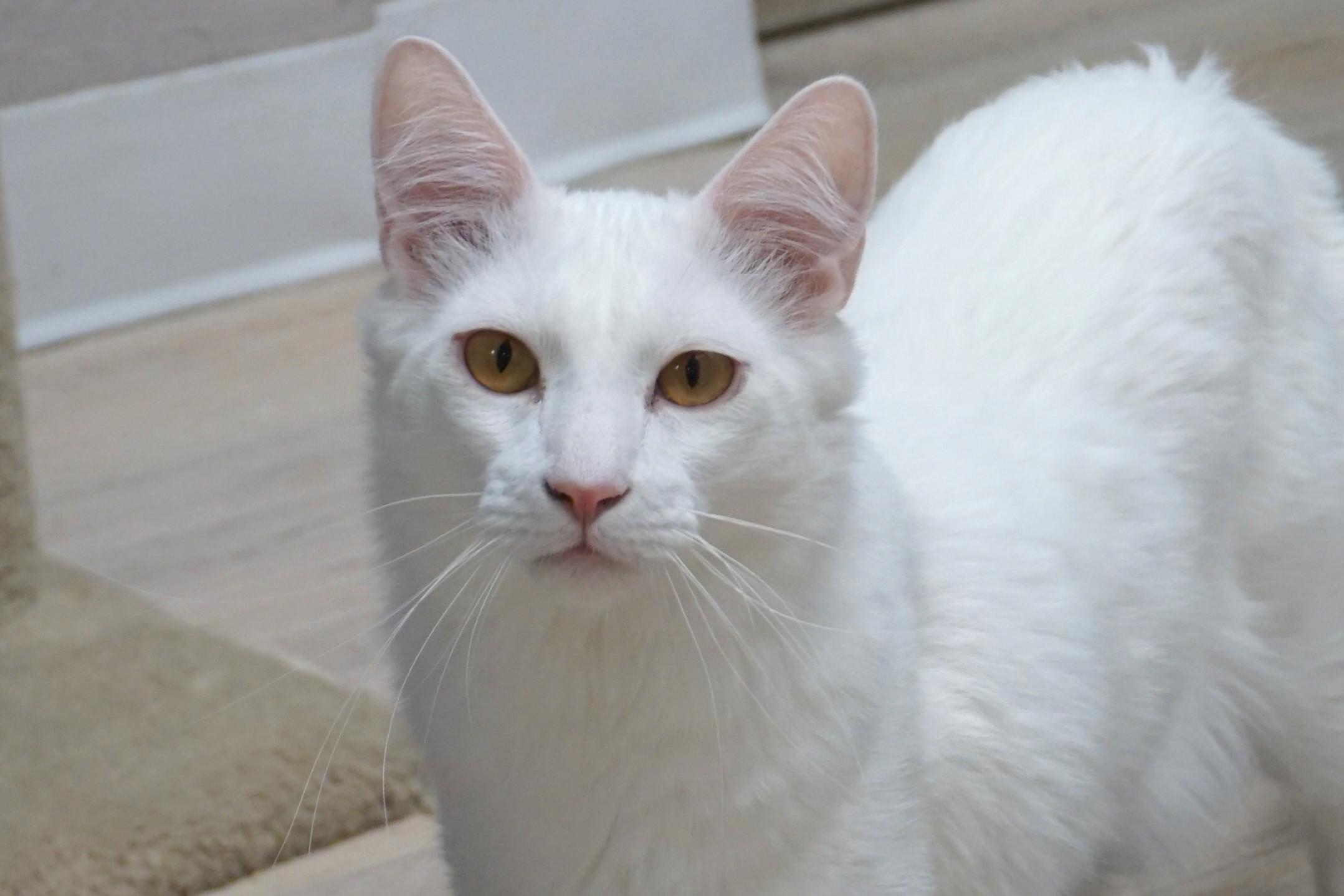 Tristan, a ADOPTABLE Domestic Long Hair in Fountain Hills, AZ image 2/5