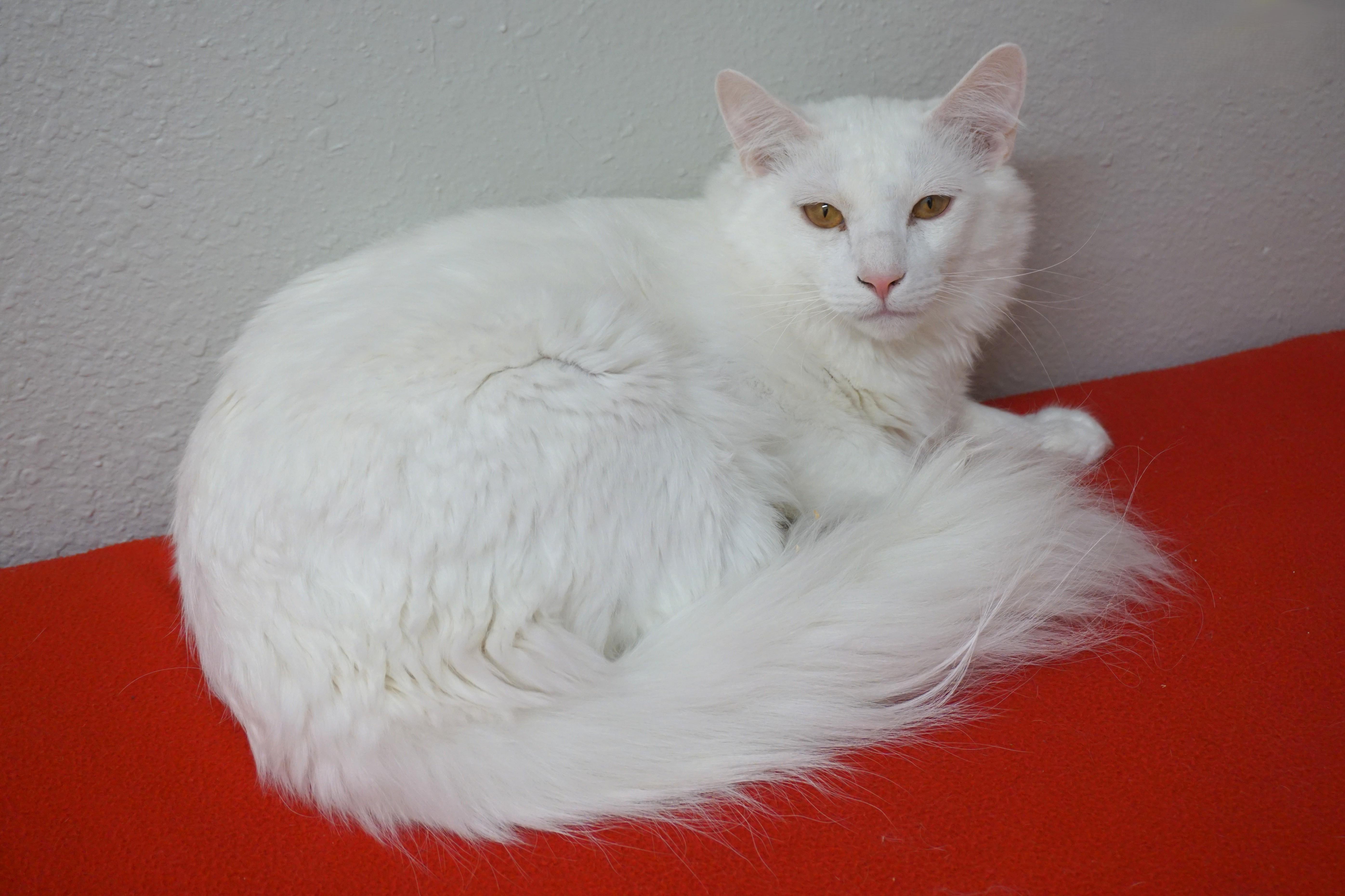 Tristan, a ADOPTABLE Domestic Long Hair in Fountain Hills, AZ image 3/5