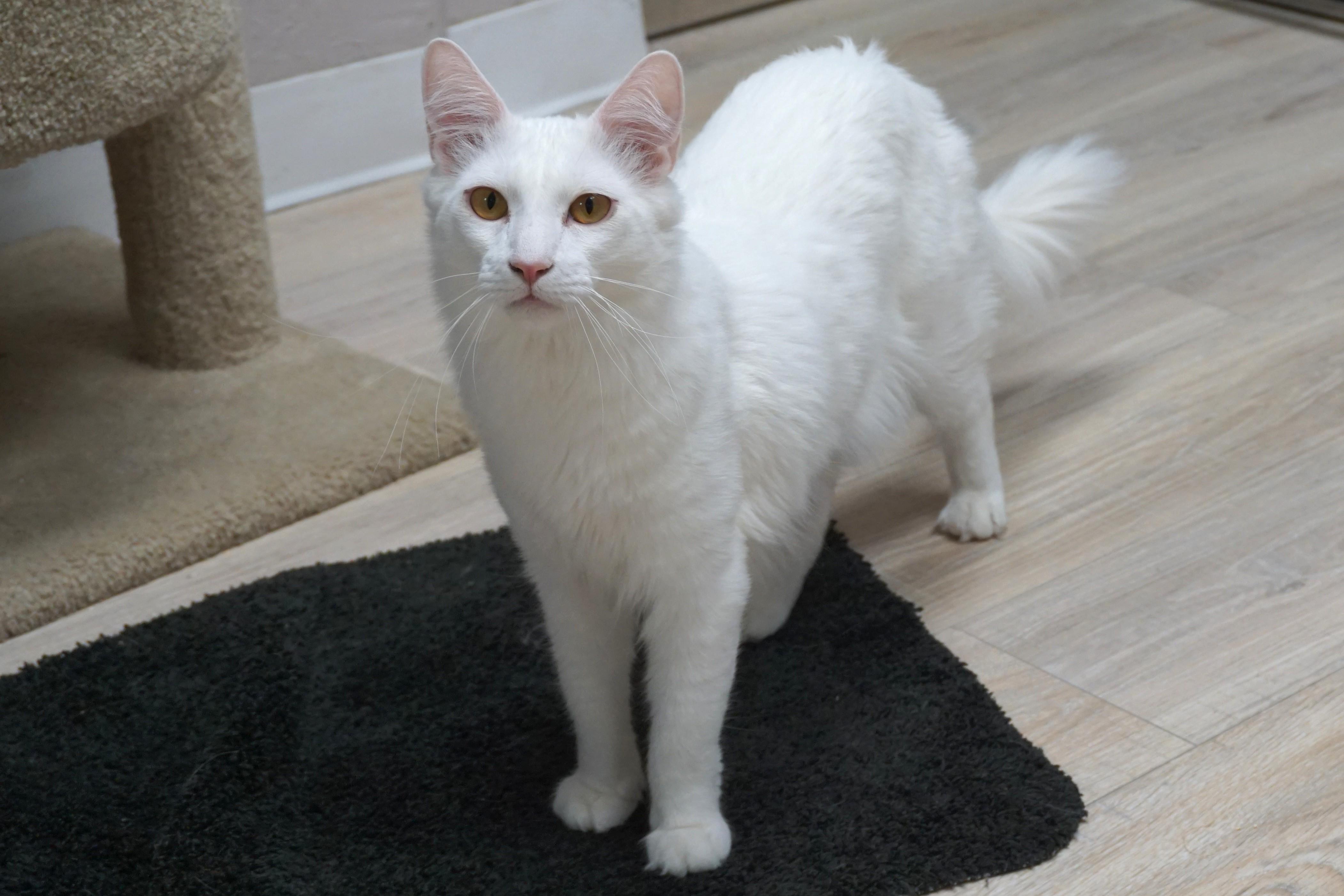 Tristan, a ADOPTABLE Domestic Long Hair in Fountain Hills, AZ image 1/5
