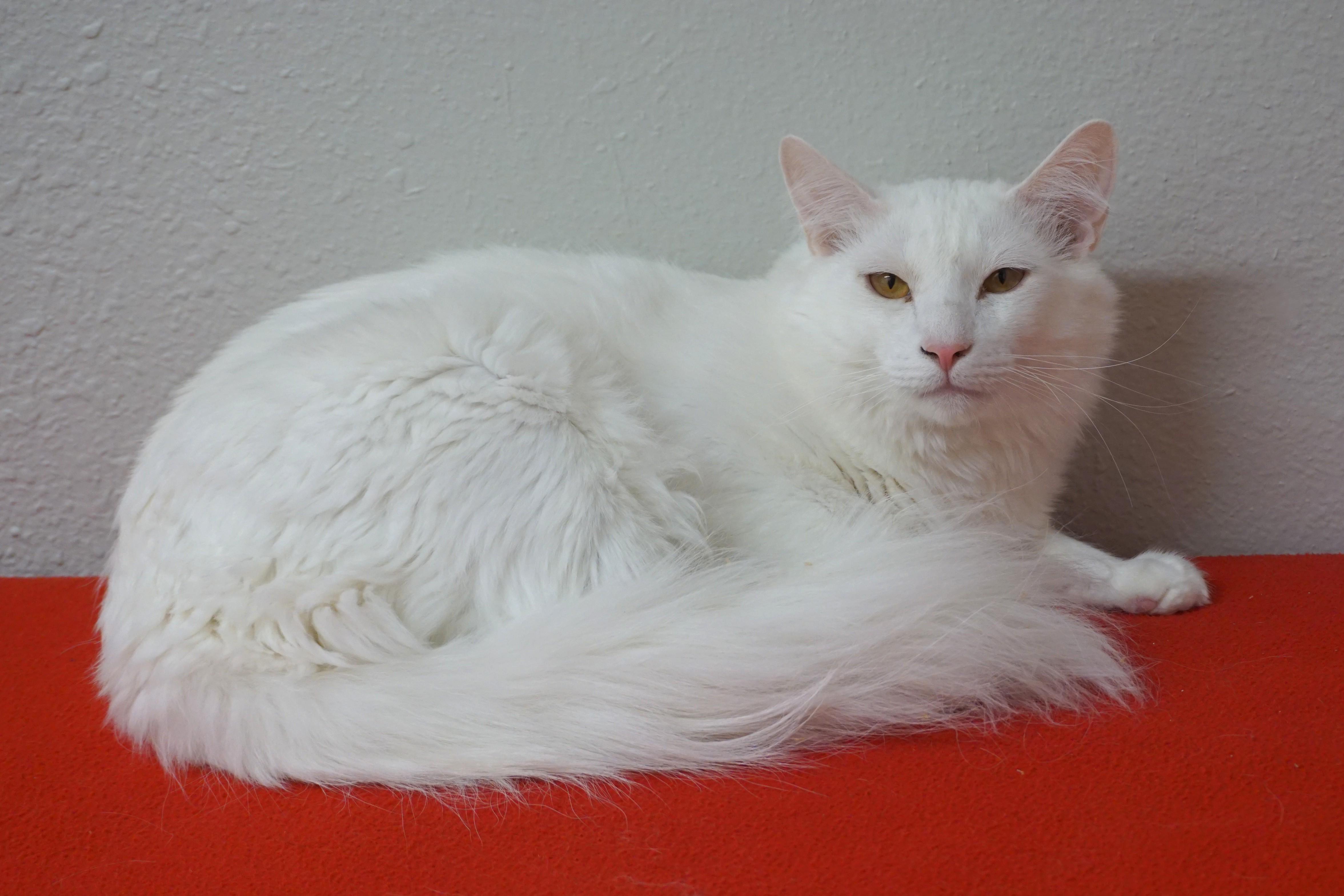 Tristan, a ADOPTABLE Domestic Long Hair in Fountain Hills, AZ image 5/5