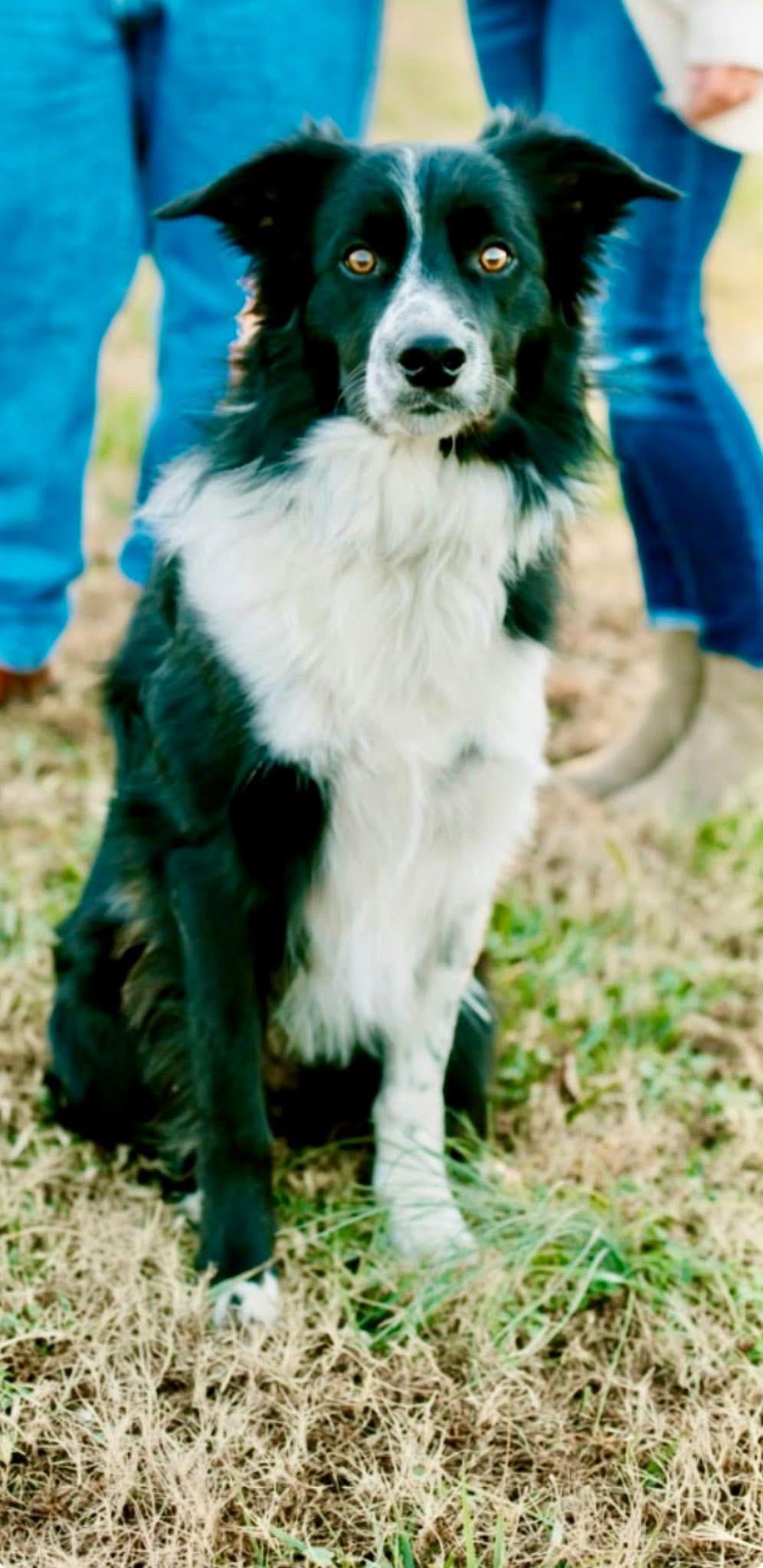 Jake