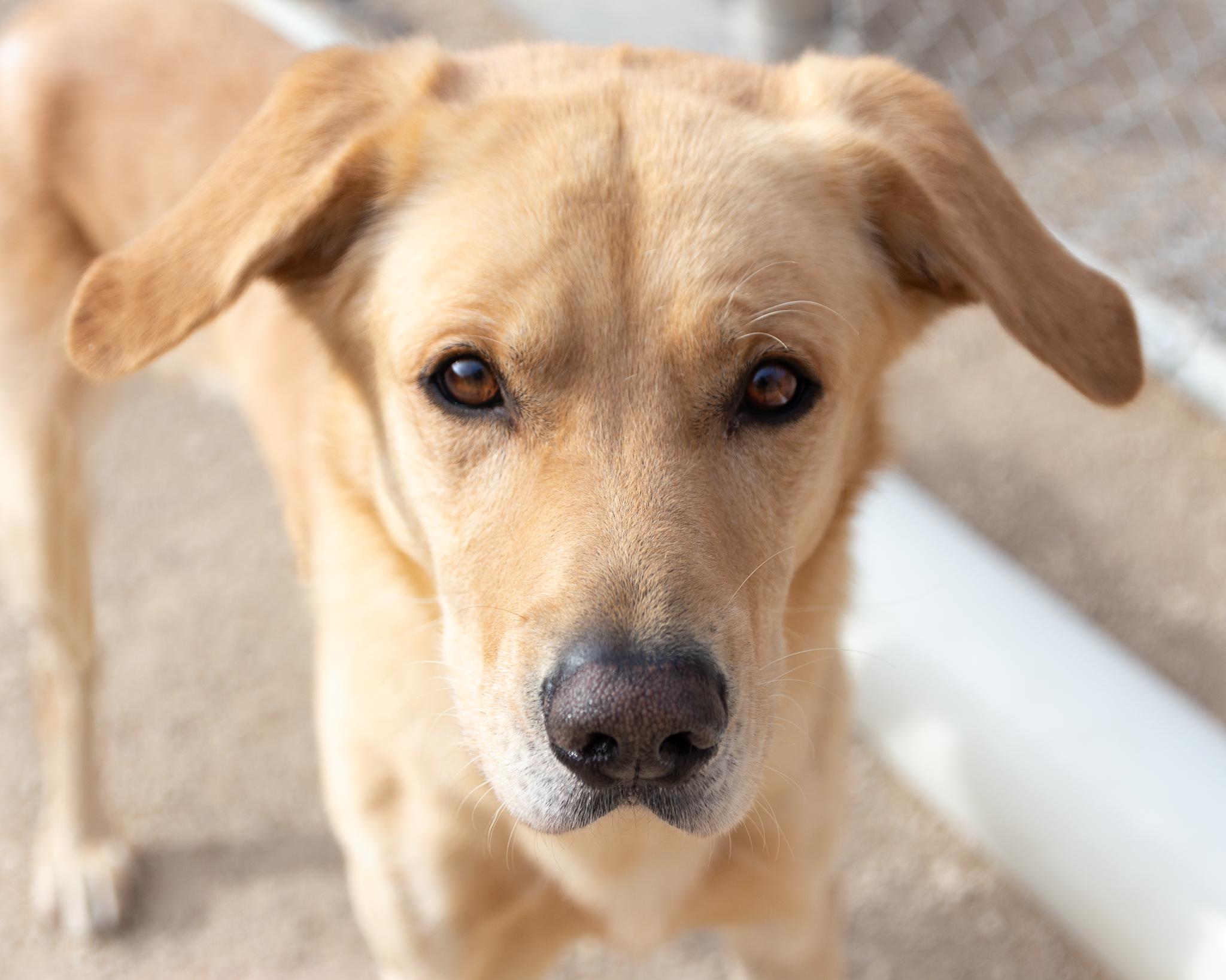 Bromley, an adoptable Yellow Labrador Retriever in Winnipeg, MB, R3E 3N8 | Photo Image 1