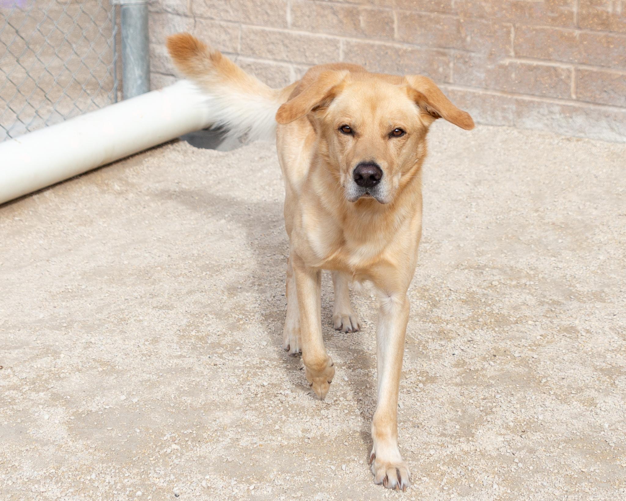 Bromley, an adoptable Yellow Labrador Retriever in Winnipeg, MB, R3E 3N8 | Photo Image 3