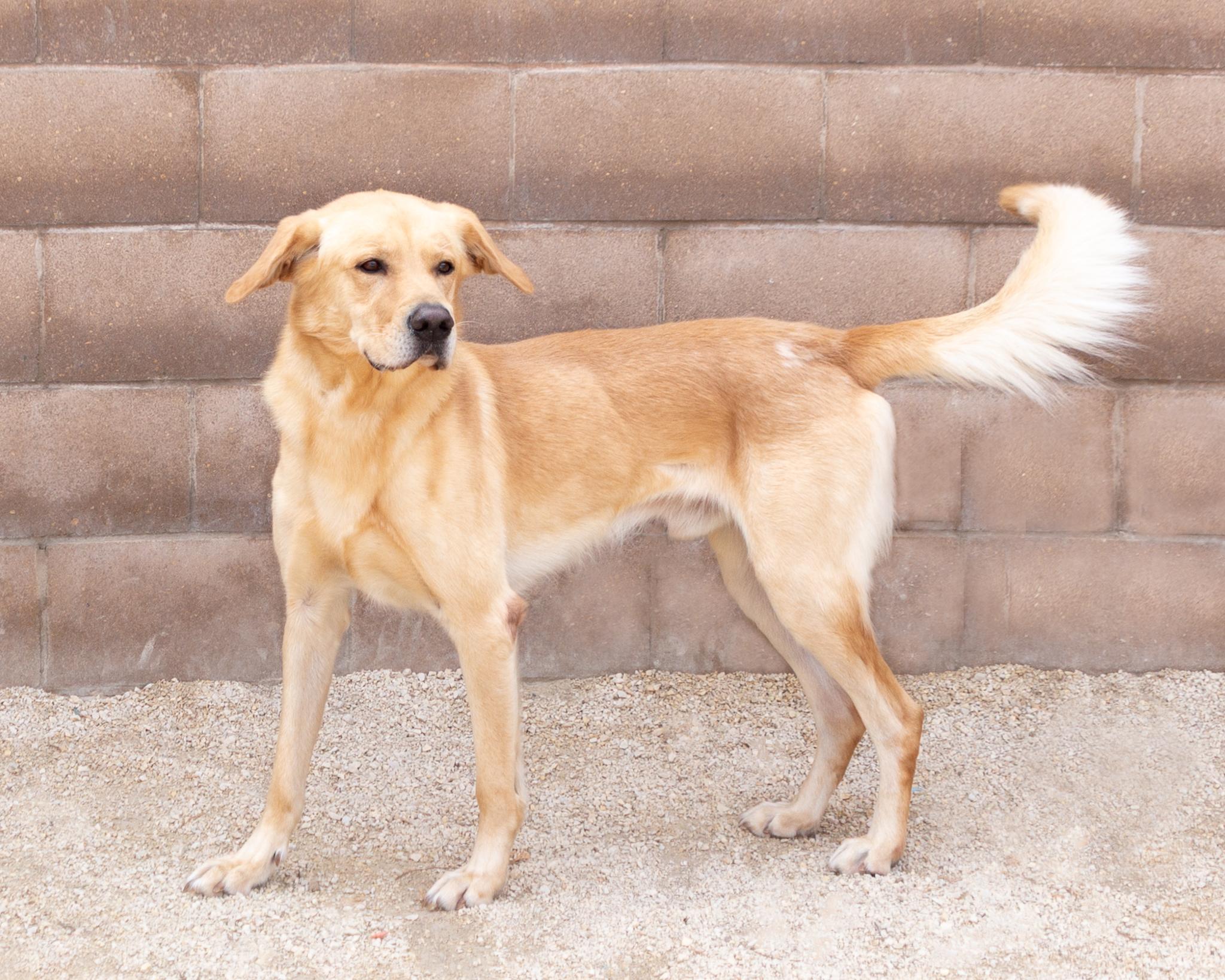 Bromley, an adoptable Yellow Labrador Retriever in Winnipeg, MB, R3E 3N8 | Photo Image 2