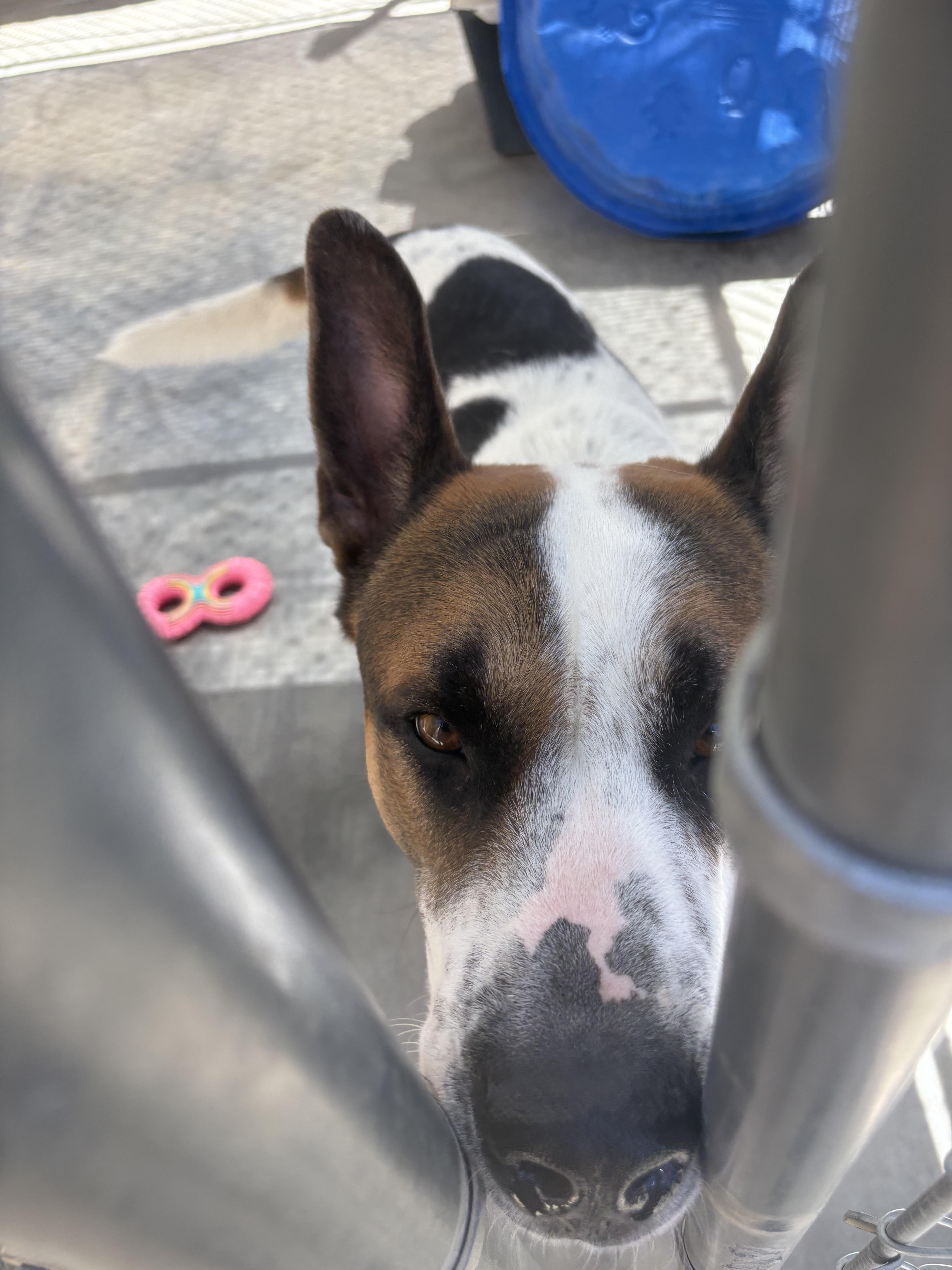Enlarge FRED, a Adoptable mixed breed in Joshua Tree, CA image 4/4