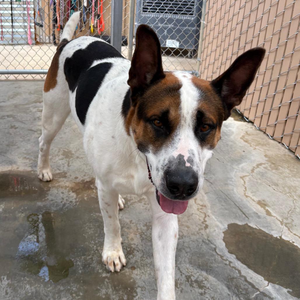 Enlarge FRED, a Adoptable mixed breed in Joshua Tree, CA image 2/4
