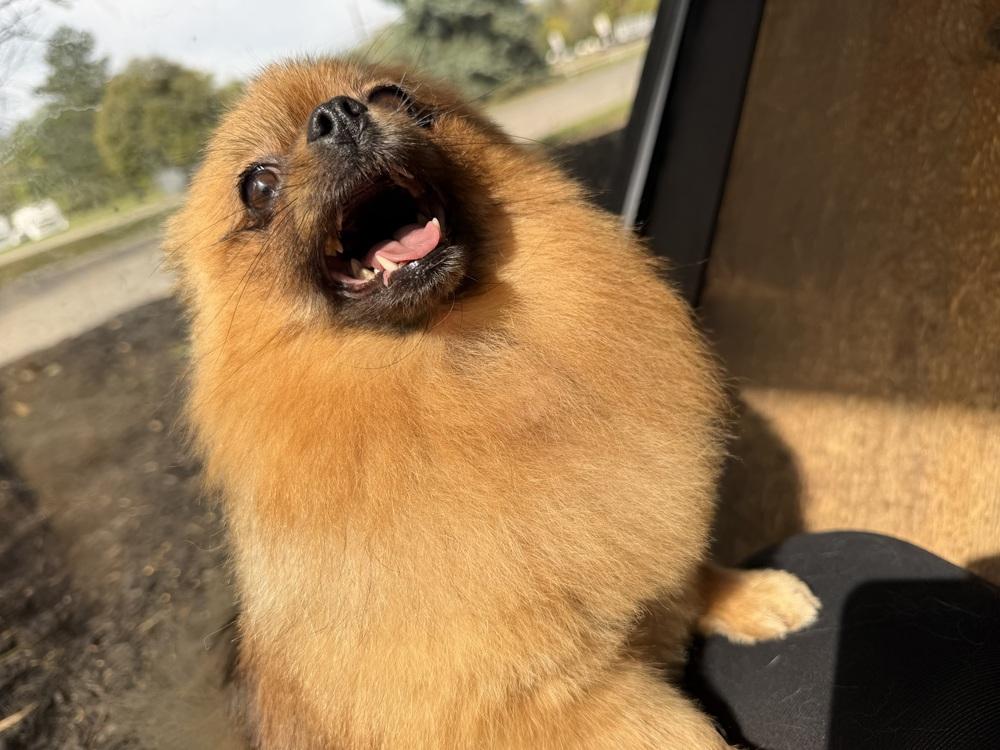 Enlarge Farrah, a Adoptable Pomeranian in Amherst, NY image 3/6