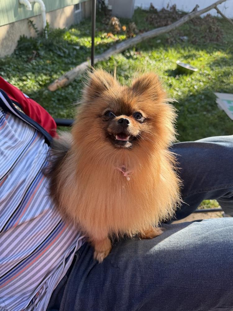 Enlarge Farrah, a Adoptable Pomeranian in Amherst, NY image 4/6