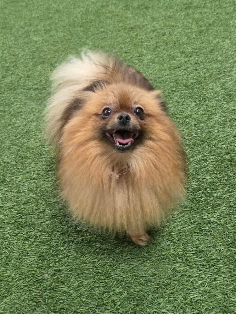 Enlarge Farrah, a Adoptable Pomeranian in Amherst, NY image 5/6