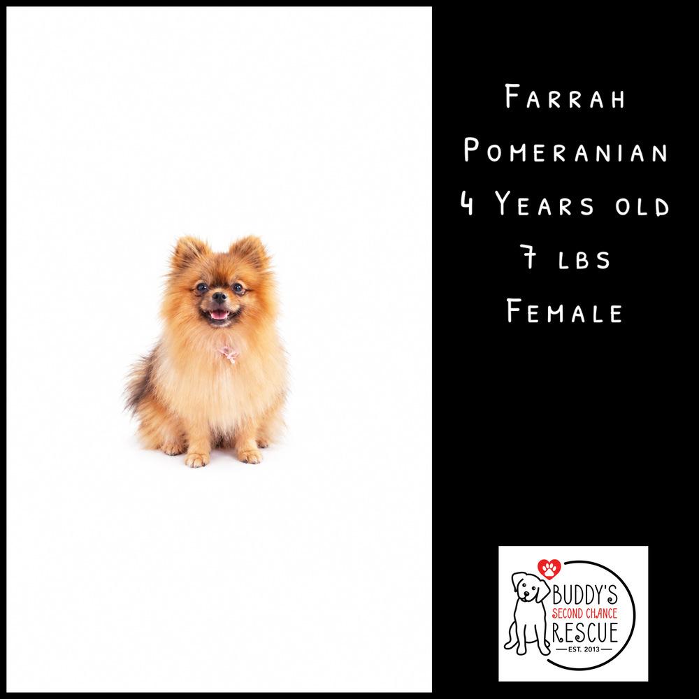 Enlarge Farrah, a Adoptable Pomeranian in Amherst, NY image 6/6