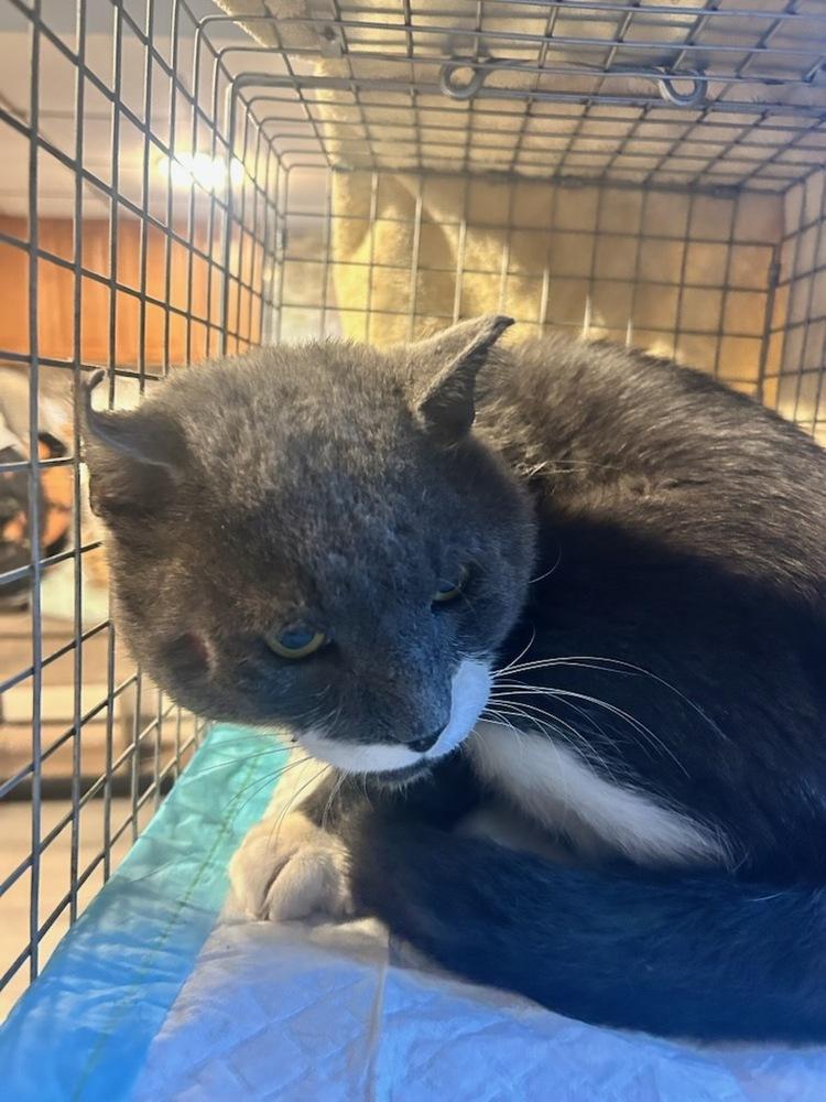 Hank Hicksville, Adoptable, Adult Male Domestic Short Hair.