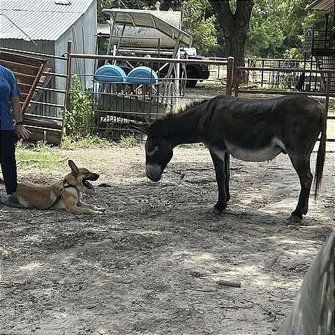 Red, Adoptable, Adult Male German Shepherd Dog & Mixed Breed.