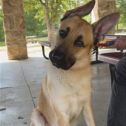 Enlarge Red, a Adoptable mixed breed in Weatherford, TX image 2/5