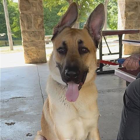 Enlarge Red, a Adoptable mixed breed in Weatherford, TX image 3/5