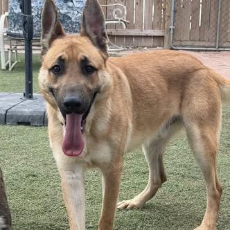 Red, a Adoptable mixed breed in Weatherford, TX image 4/6