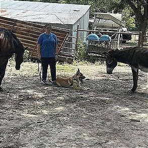 Enlarge Red, a Adoptable mixed breed in Weatherford, TX image 4/5