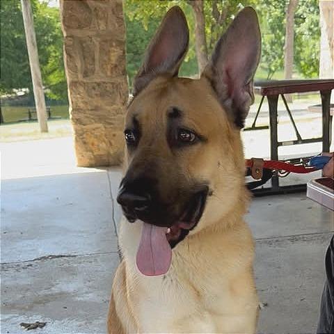 Enlarge Red, a Adoptable mixed breed in Weatherford, TX image 5/5