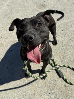 Frazier, Adoptable, Adult Male Pit Bull Terrier.