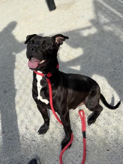 Frazier, a Adoptable Pit Bull Terrier image 2/3