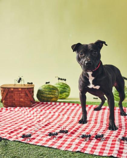 Frazier, a Adoptable Pit Bull Terrier image 3/3