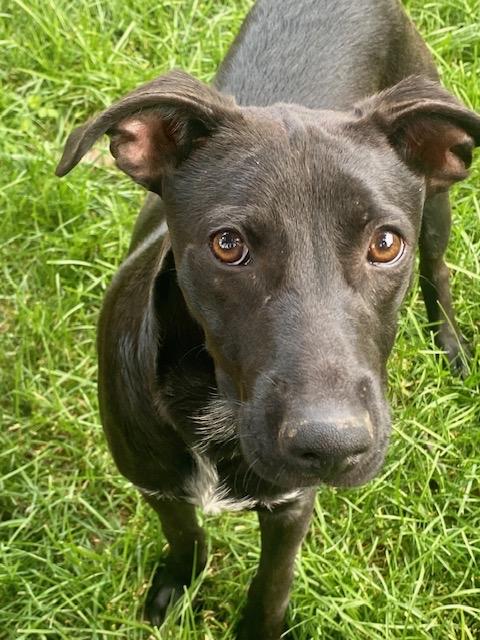 Shadow, TOTAL SWEETIE!, a Adopted mixed breed in Mississauga, ON image 2/5