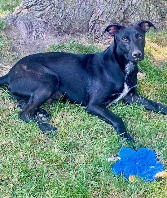 Shadow, TOTAL SWEETIE!, a Adopted mixed breed in Mississauga, ON image 3/5