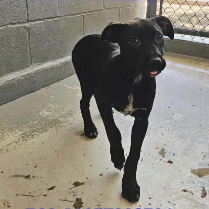 Shadow, TOTAL SWEETIE!, a Adopted mixed breed in Mississauga, ON image 4/5