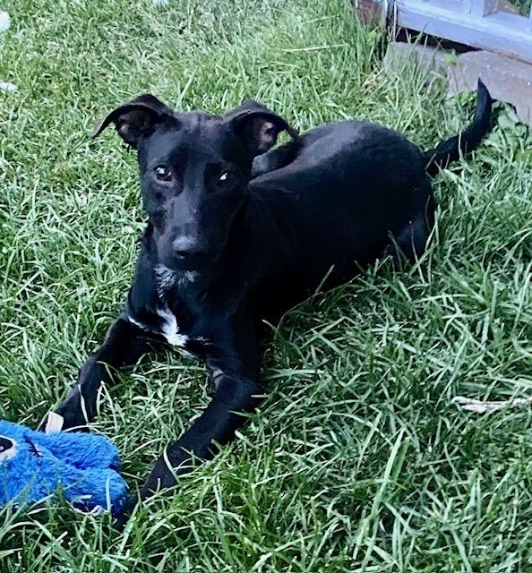 Shadow, TOTAL SWEETIE!, a Adopted mixed breed in Mississauga, ON image 1/5