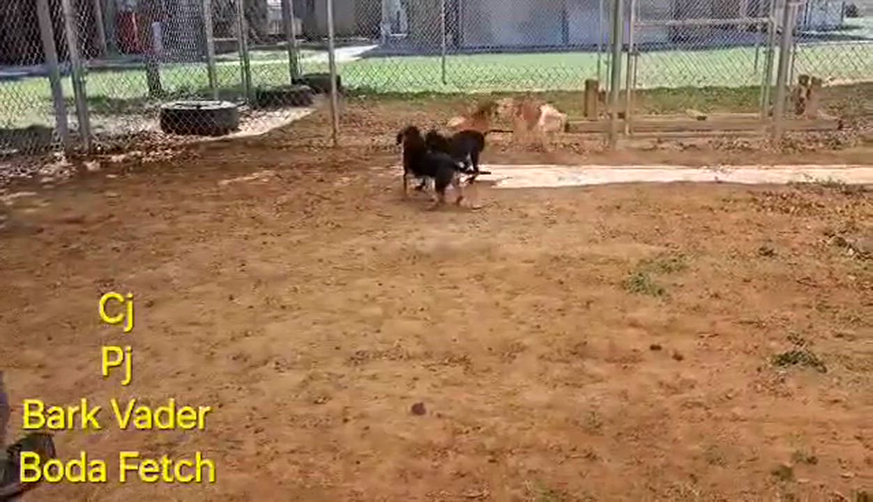 Enlarge Shadow, TOTAL SWEETIE!, a Adopted mixed breed in Mississauga, ON video 5/5