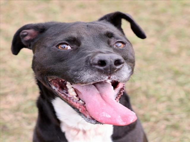 A510982, Adoptable, Adult Female Pit Bull Terrier & Mixed Breed.