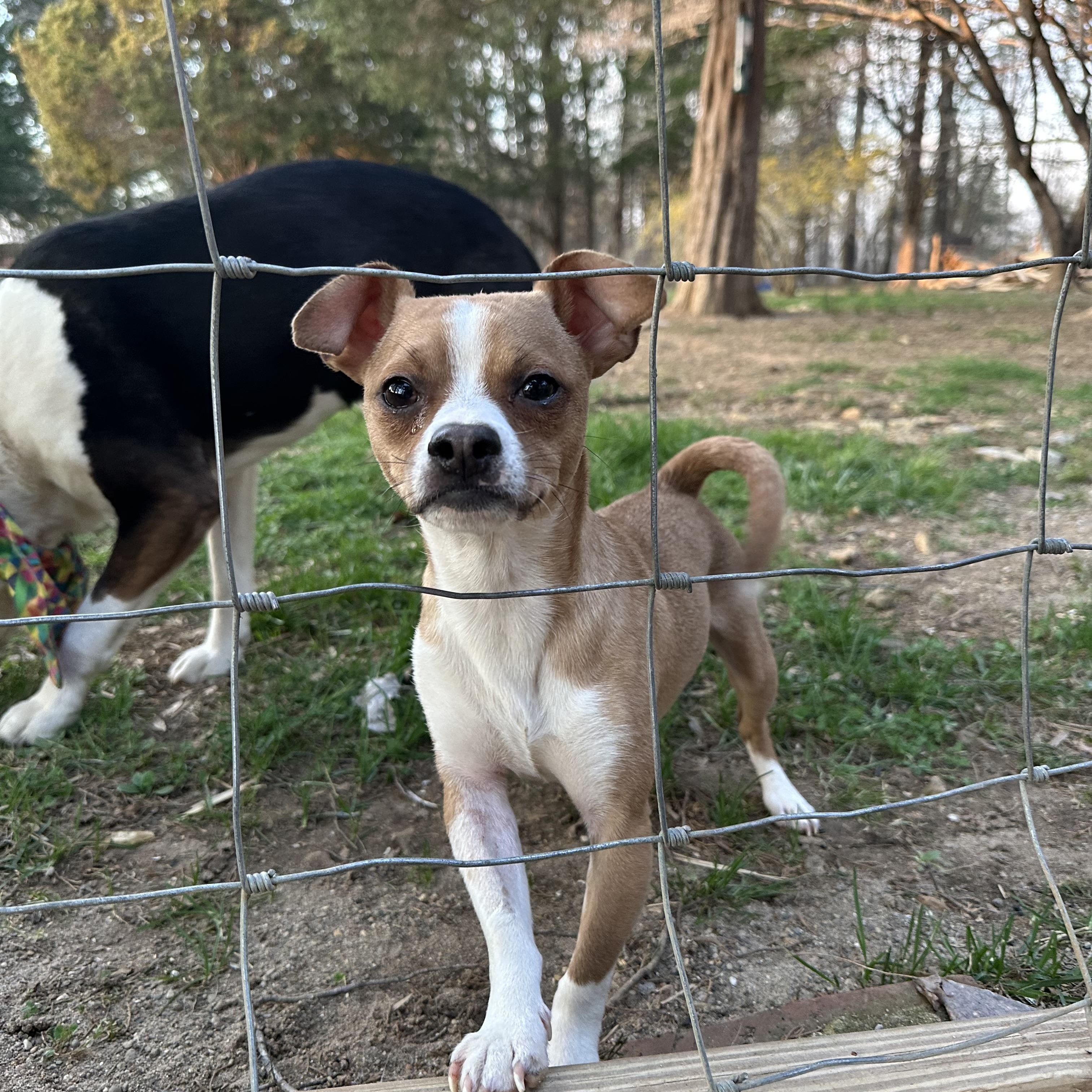 Enlarge Rico, a ADOPTABLE mixed breed in Jeffersonville, IN image 4/6
