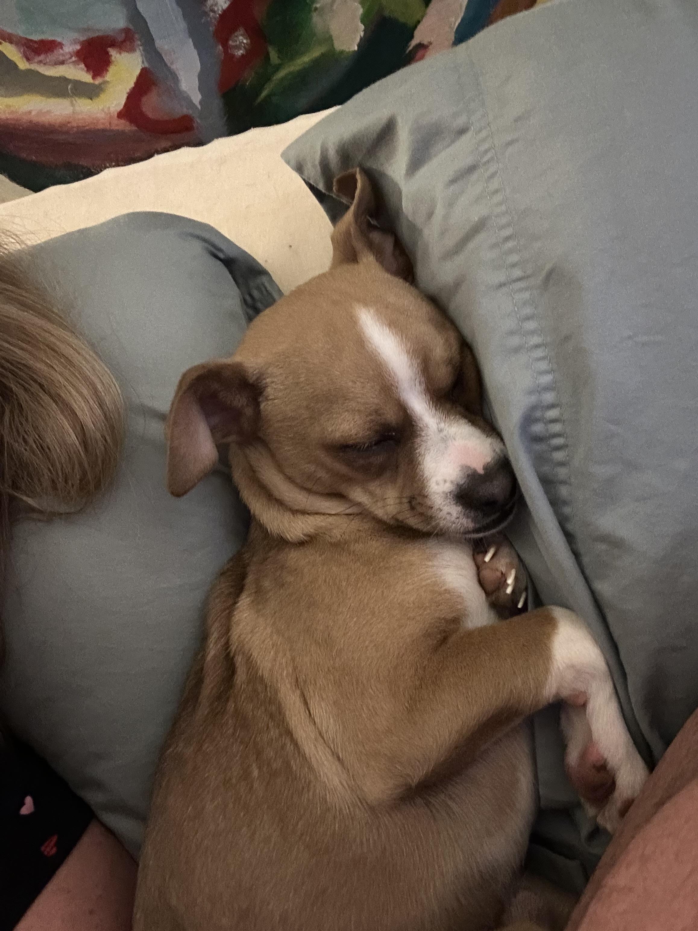 Enlarge Rico, a ADOPTABLE mixed breed in Jeffersonville, IN image 3/6