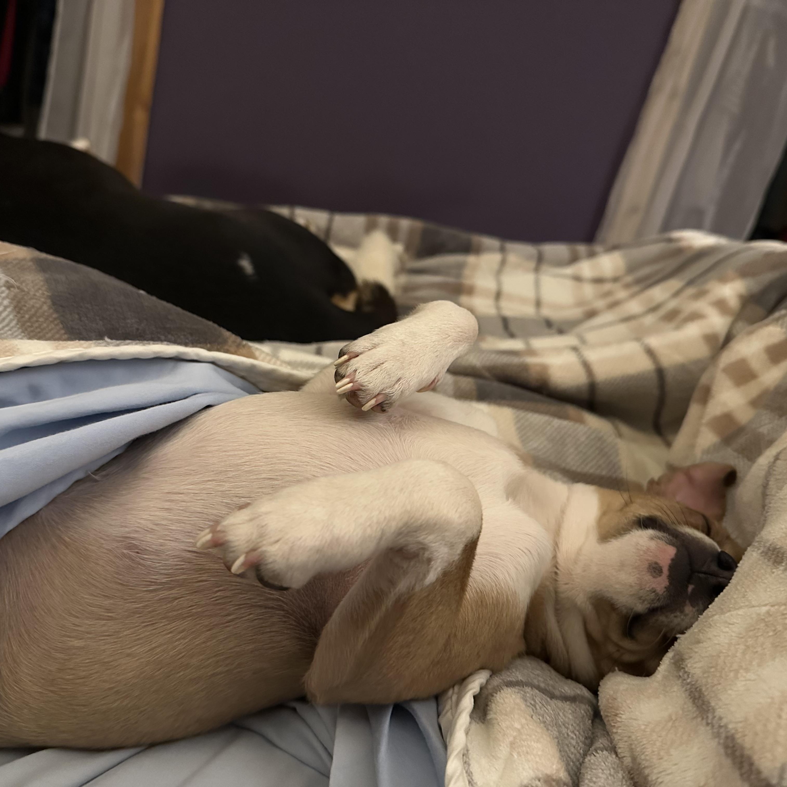 Enlarge Rico, a ADOPTABLE mixed breed in Jeffersonville, IN image 6/6