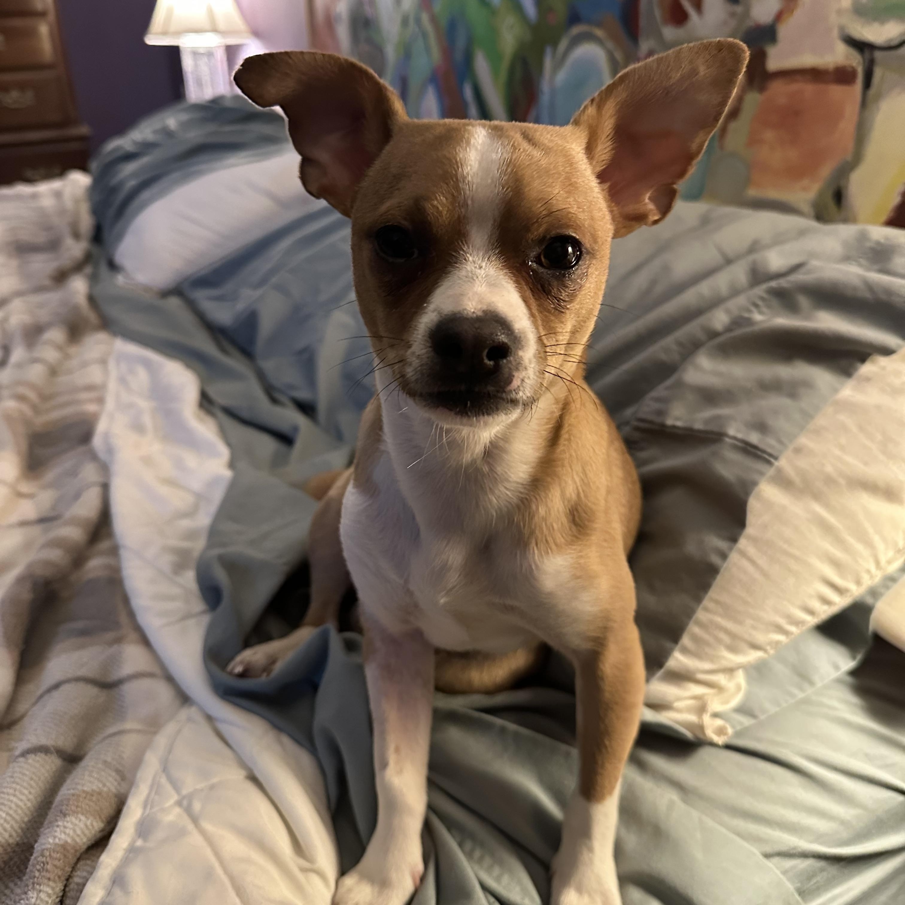 Enlarge Rico, a ADOPTABLE mixed breed in Jeffersonville, IN image 2/6