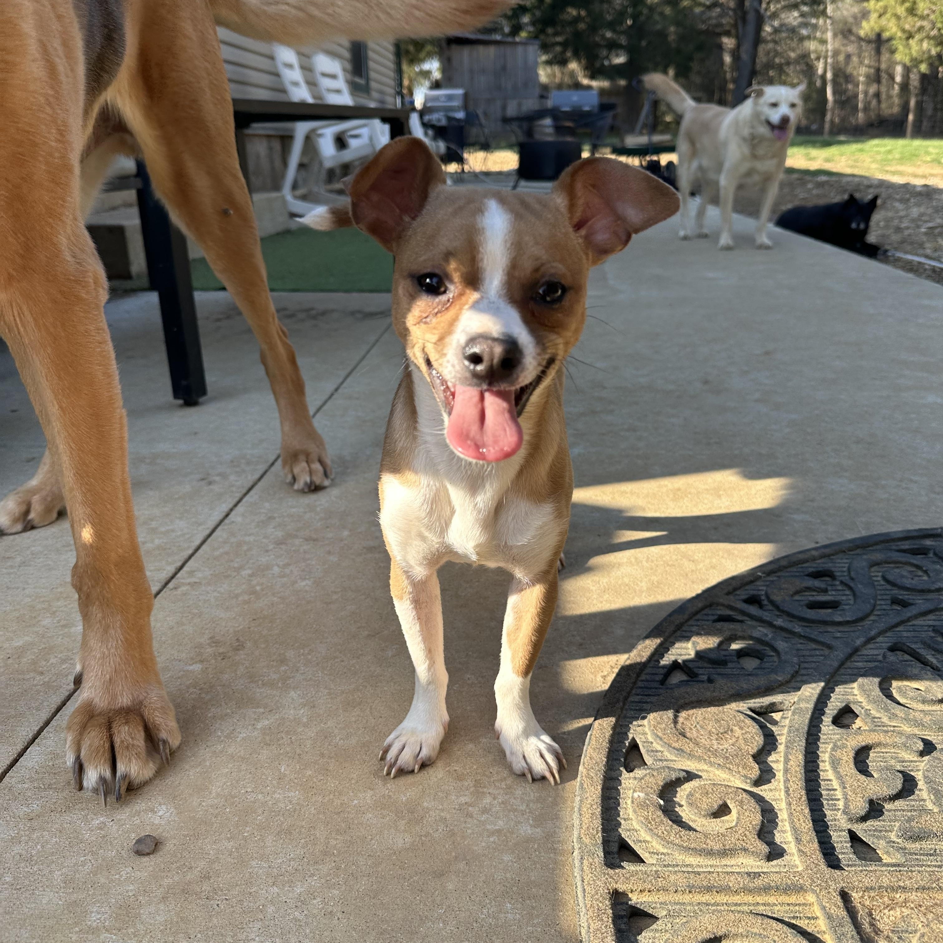 Enlarge Rico, a ADOPTABLE mixed breed in Jeffersonville, IN image 5/6