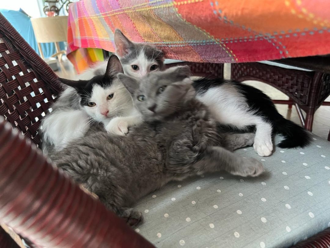 Fosters NEEDED for INCOMING KITTENS   (Not these pictured)