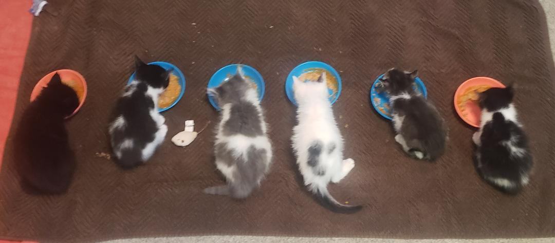 Fosters NEEDED for INCOMING KITTENS   (Not these pictured)