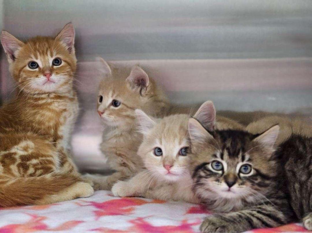 Fosters NEEDED for INCOMING KITTENS   (Not these pictured)