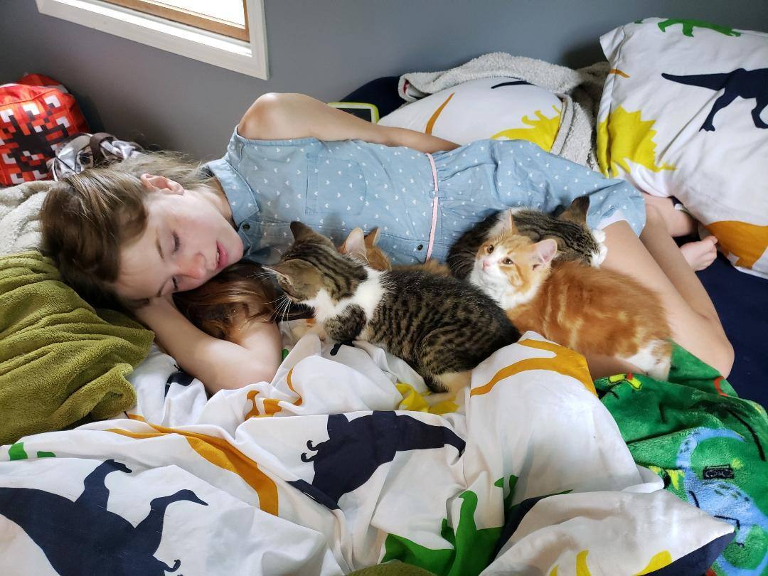 Fosters NEEDED for INCOMING KITTENS (Not these pictured), a Adoptable mixed breed in Ypsilanti, MI image 1/6