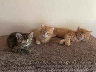 Fosters NEEDED for INCOMING KITTENS   (Not these pictured)
