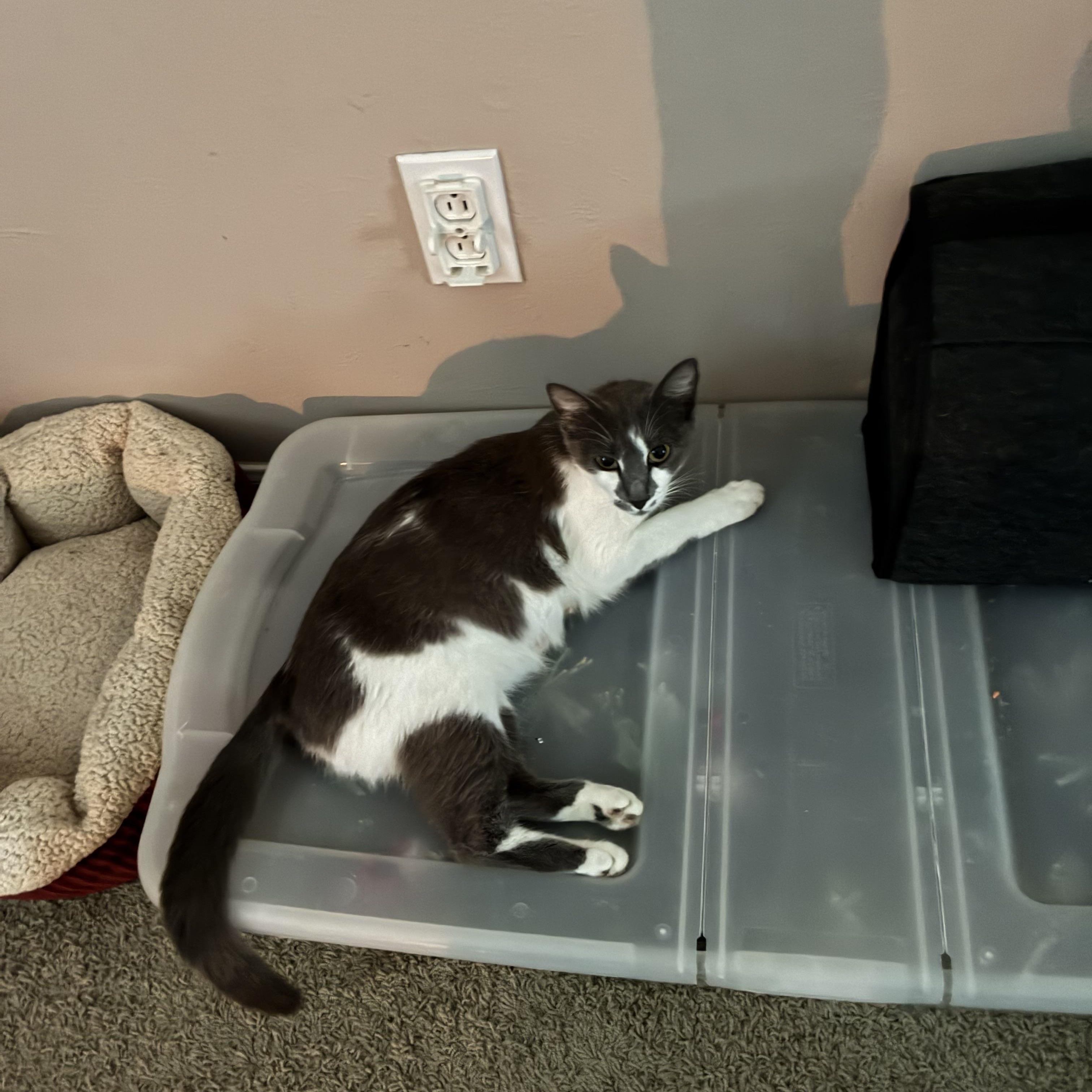 Sweet Pea, a ADOPTABLE Domestic Short Hair in Huffman, TX image 2/2