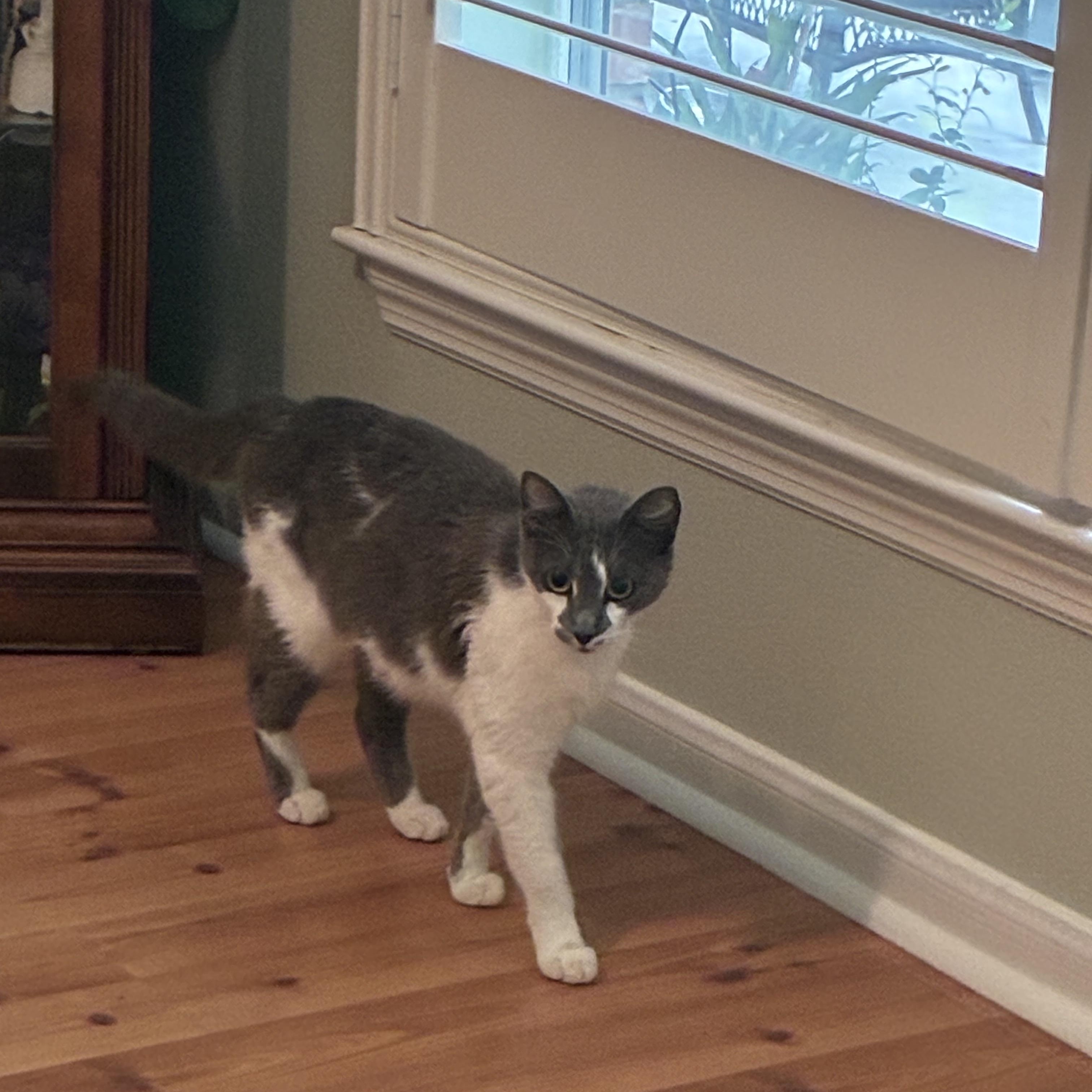 Sweet Pea, a ADOPTABLE Domestic Short Hair in Huffman, TX image 1/2