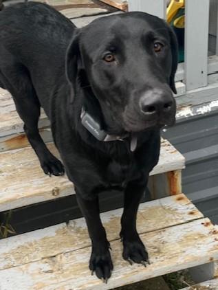 Mavis, Adoptable, Young Female Labrador Retriever.
