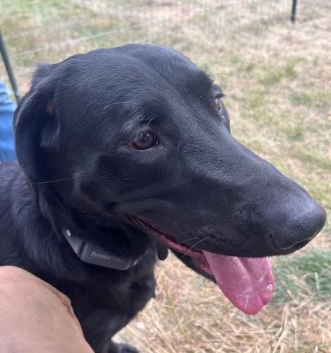 Enlarge Mavis, a Adoptable mixed breed in Kellogg, ID image 2/3