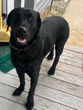 Enlarge Mavis, a Adoptable mixed breed in Kellogg, ID image 3/3