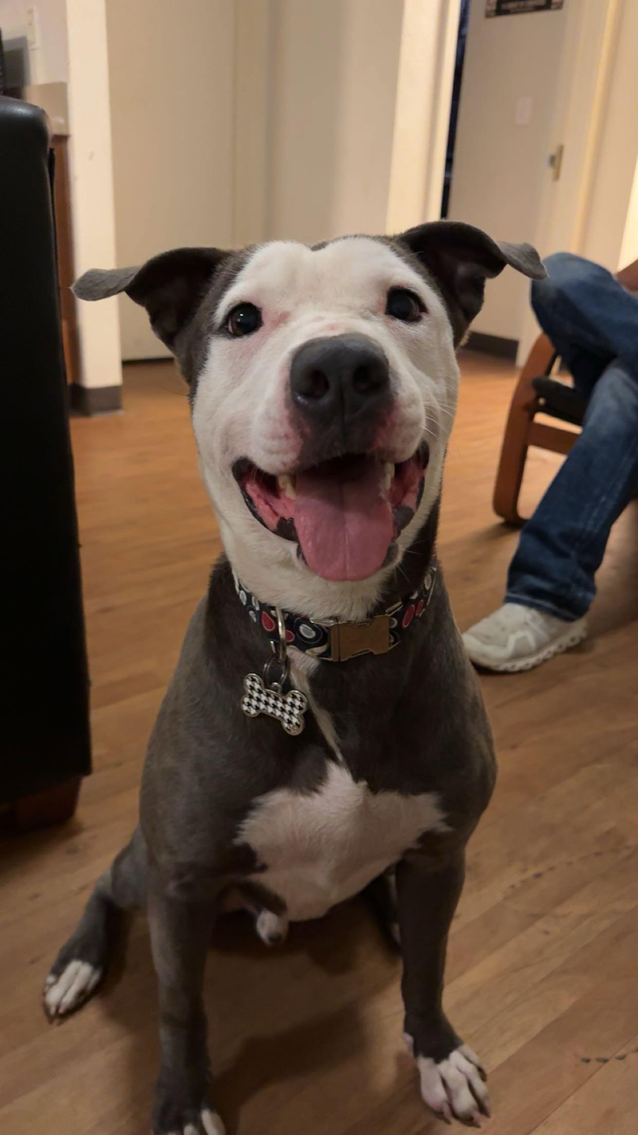 Enzo, Adoptable, Young Male American Staffordshire Terrier.